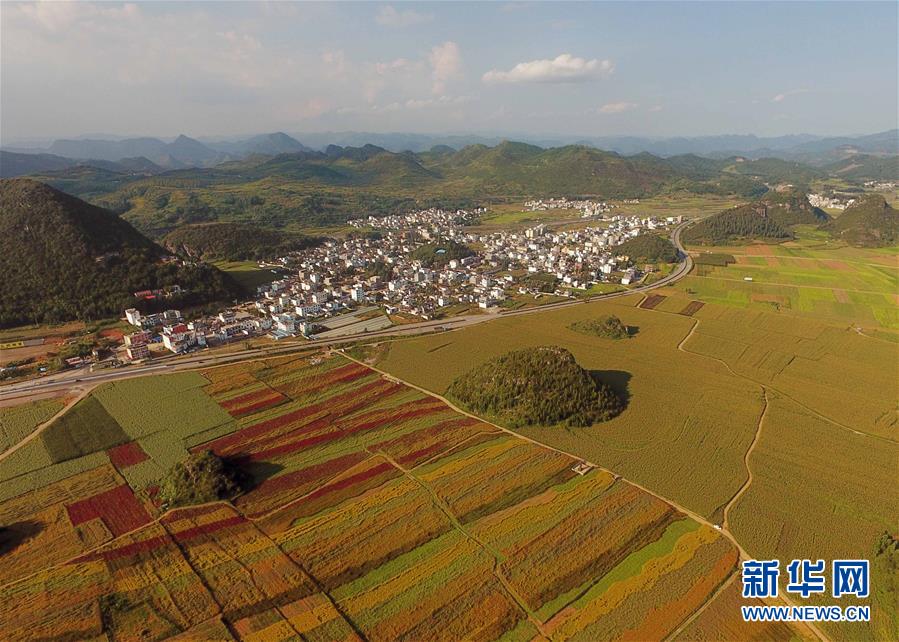 （美麗中國）（4）云南羅平：七彩花田美如畫(huà)